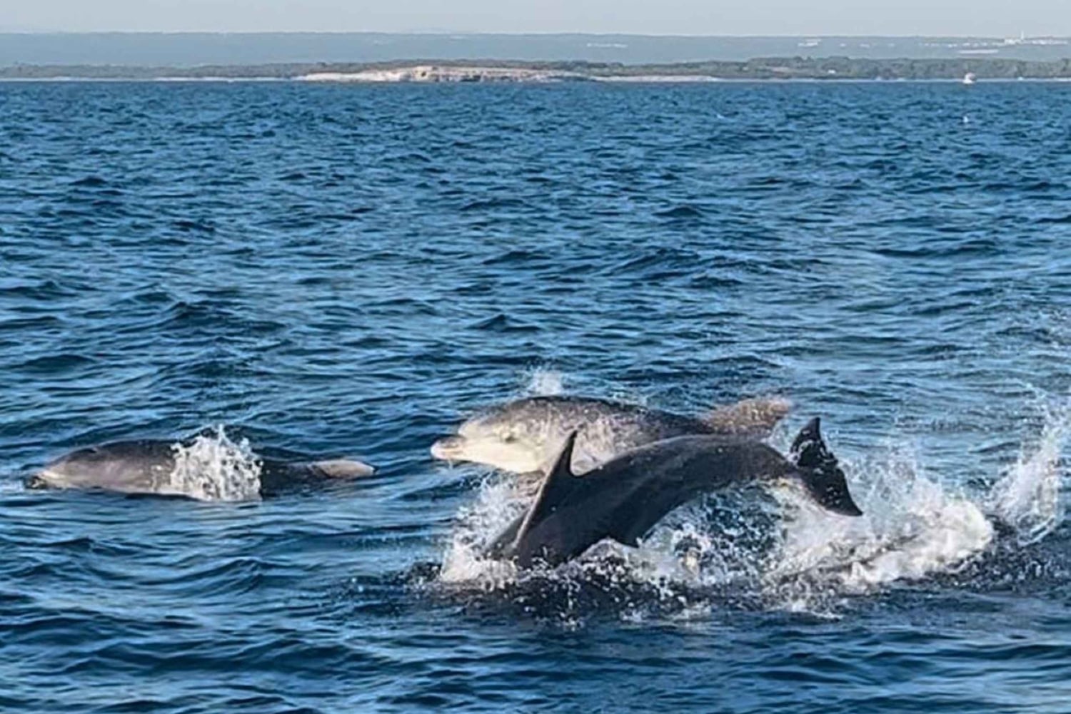 NP Brijuni Island Swimming & Dolphin Watching Sunset Cruise