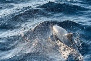 NP Brijuni Island Swimming & Dolphin Watching Sunset Cruise