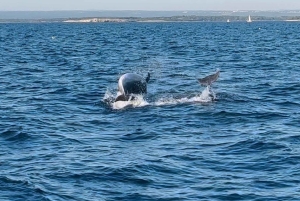 NP Brijuni Island Swimming & Dolphin Watching Sunset Cruise