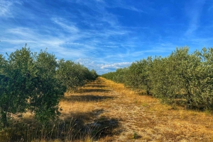 Olive oil tasting with wine & meal, history & Kamenjak NP