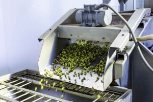 Zadar: Landskap, olja, vin, mat, historia. Kroatien på en dag