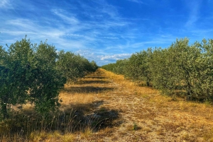 Olive oil tasting with wine & meal, history & Kamenjak NP