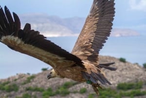 プラヴニク島：半日ボートツアー（共有）