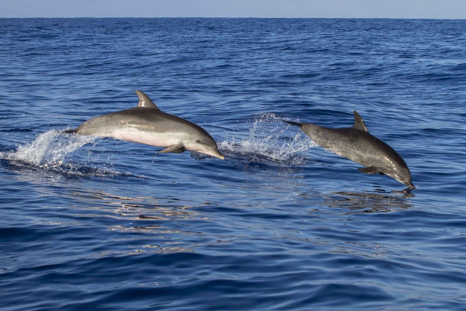 Poreč: dolfijnspotcruise inclusief drankjes