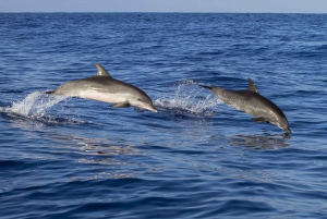 Poreč: Dolphin Spotting Cruise with Included Drinks