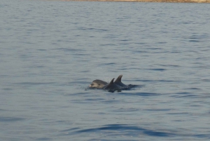 Poreč: Dolphin Spotting Cruise with Included Drinks