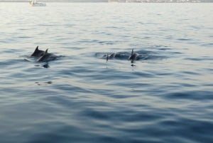 Poreč: Dolphin Spotting Cruise with Included Drinks