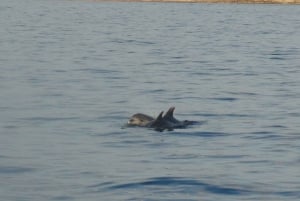 Poreč: crociera con avvistamento di delfini con bevande incluse