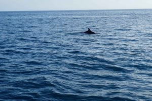 Poreč: Dolphin Spotting Cruise med inkluderede drikkevarer