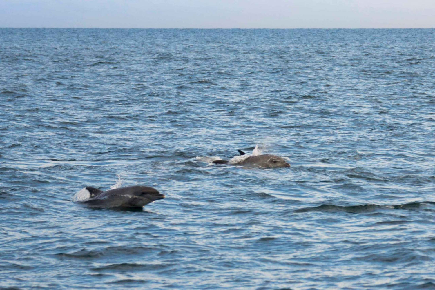 Poreč: Evening Boat Trip to Discover Dolphins