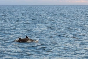 Poreč: Evening Boat Trip to Discover Dolphins