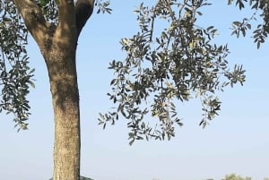 Poreč : Promenade dans une oliveraie et dégustation de produits locaux