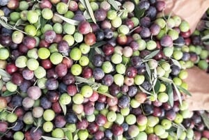Poreč : Promenade dans une oliveraie et dégustation de produits locaux
