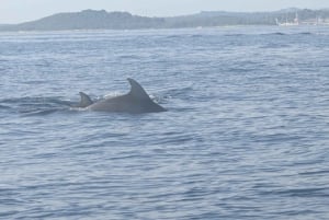 Private bådture i Porec: Delfinsafari, panorama