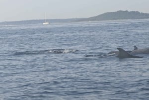 Private bådture i Porec: Delfinsafari, panorama