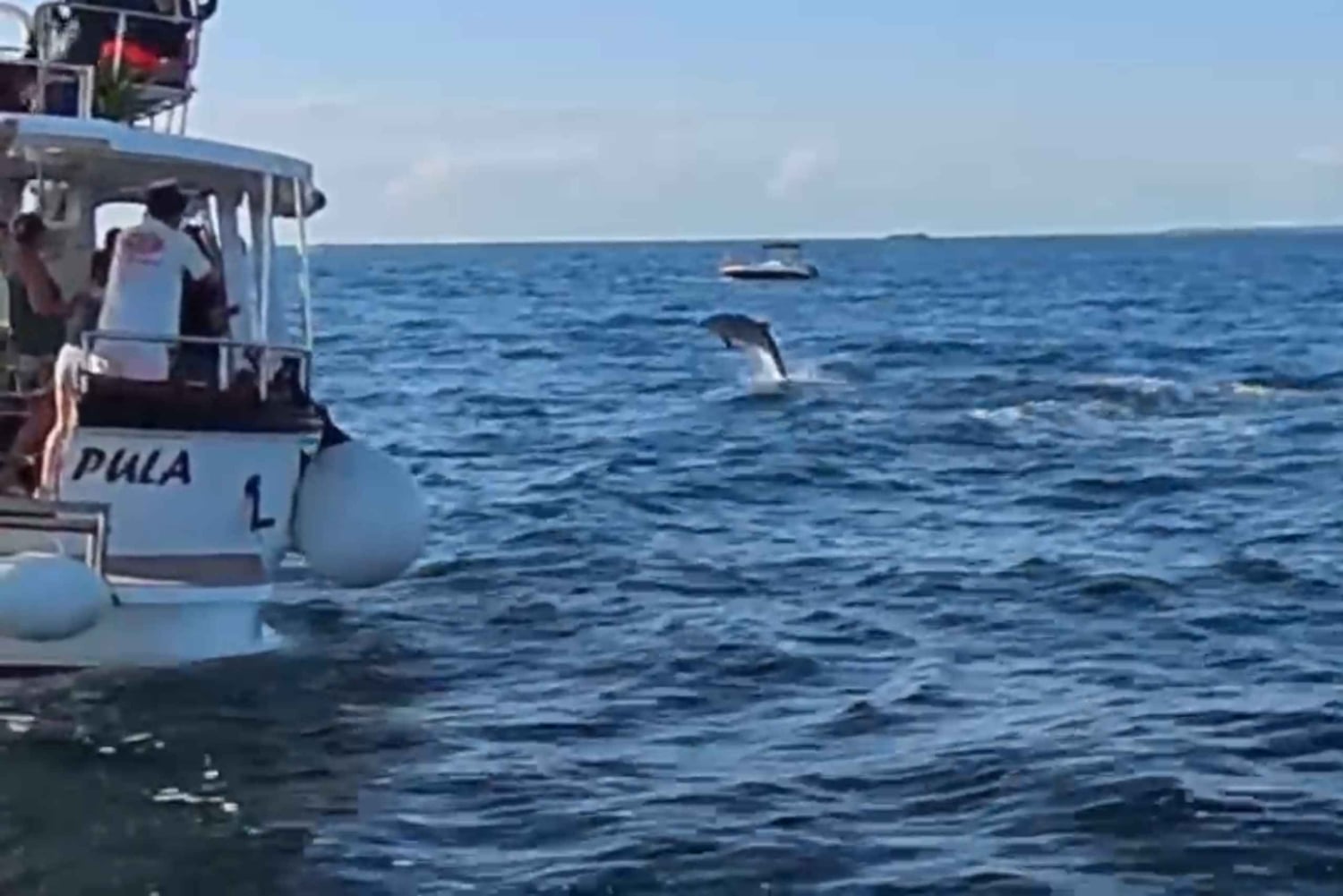 Privata båtturer i Porec: delfinvisning, panorama