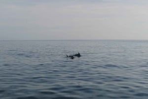 Privata båtturer i Porec: delfinvisning, panorama