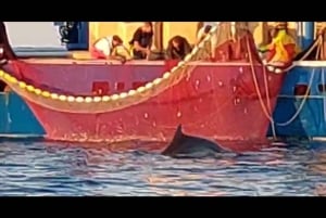 Privata båtturer i Porec: delfinvisning, panorama