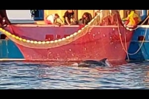 Privata båtturer i Porec: delfinvisning, panorama