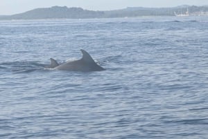 Privata båtturer i Porec: delfinvisning, panorama