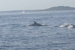 Privata båtturer i Porec: delfinvisning, panorama
