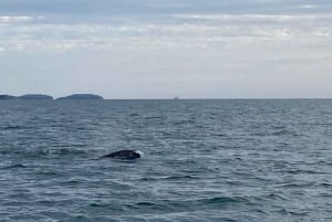 Privata båtturer i Porec: delfinvisning, panorama