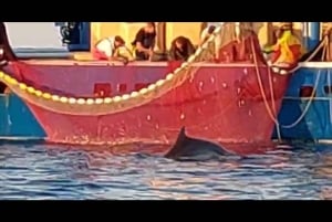 Privata båtturer i Porec: delfinvisning, panorama