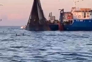 Privata båtturer i Porec: delfinvisning, panorama