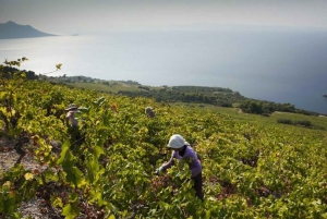 Private Full-Day Wine Tour from Dubrovnik to Peljesac