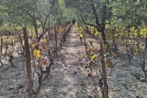 Privat tur til Krka-vandfaldene fra Split med vinprøve og frokost