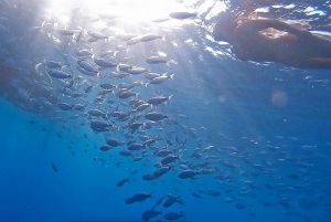 Von Pula aus: Halbtägige NP-Brijuni-Kreuzfahrt mit Mittagessen und Schwimmen