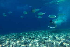 Von Pula aus: Halbtägige NP-Brijuni-Kreuzfahrt mit Mittagessen und Schwimmen