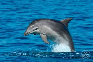 Pula: Besøg på øen Brijuni i nationalparken og delfin-krydstogt