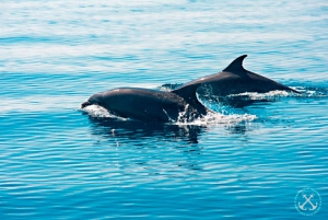Pula: Brijuni National Park & Jerolim Island Dolphin Cruise