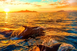 Pula: Brijuni National Park & Jerolim Island Dolphin Cruise