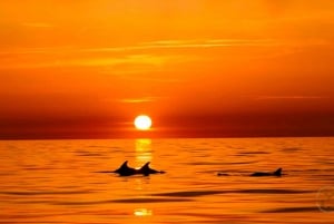 Pula: Wizyta w Parku Narodowym Brijuni i rejs z delfinami