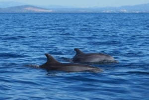 Pula: Bådtur ved solnedgang i Brijuni Nationalpark med åben bar