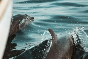 Pula: Brijuni National Park Sunset Cruise with Open Bar