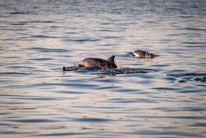 Pula: Brijuni National Park Sunset, Dolphins & Dinner Cruise