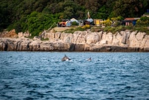 Pula: Nationalpark Brijuni bei Sonnenuntergang, Delfine und Dinner-Bootsfahrt