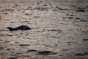Pula: Brijuni nationalpark - solnedgång, delfiner och middagskryssning