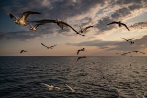 Pula: Brijuni National Park zonsondergang, dolfijnen en dinercruise