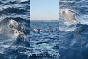 Пула: тур по наблюдению за дельфинами на закате Бриони с ужином и напитками