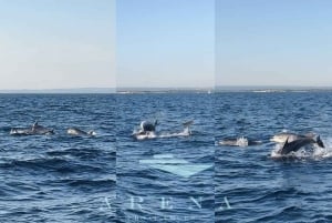 Pula: Brijuni Sunset Dolphin Watching Tour m / Middag / Drycker