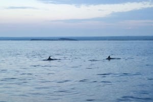 Pula: Brijuni Sunset Dolphin Watching Tour w/ Dinner/Drinks