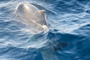 Pula: Cruising into Sunset with Dolphins