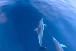 Pula: Dolphin&Sunset Cruise in Brijuni with Dinner&Drinks