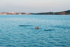 Pula: Dolphin&Sunset Cruise in Brijuni with Dinner&Drinks