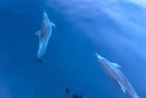 Pula: Dolphin&Sunset Cruise in Brijuni with Dinner&Drinks