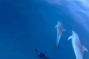 Pula: Dolphin&Sunset Cruise in Brijuni with Dinner&Drinks